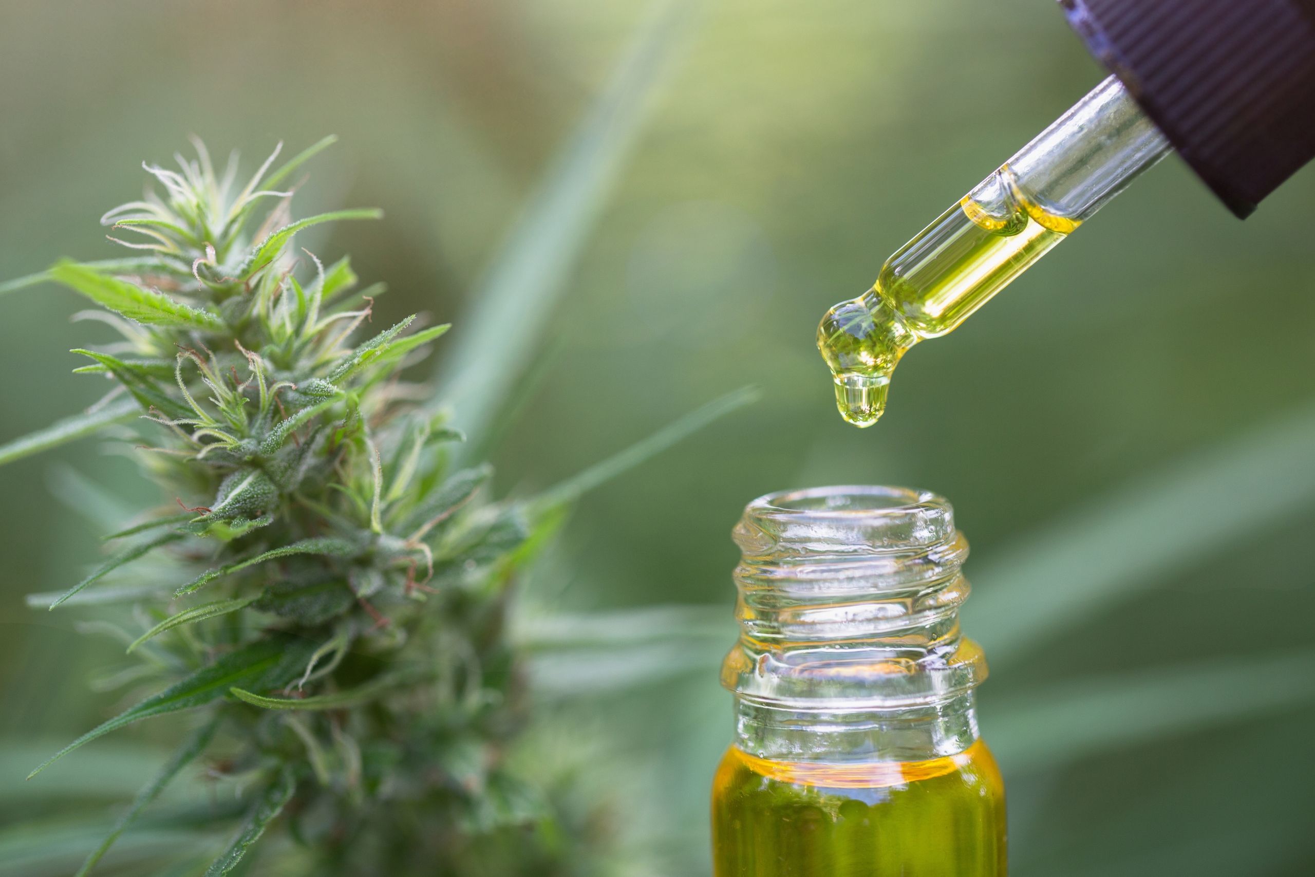 Naturlig Velvære I Fokus: Derfor Oppdager Norge CBD På Nytt